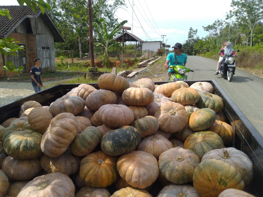 Pembagian Labu kuning